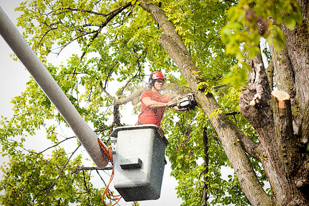 Why Choose Our Tree Removal Services in Manassas Park, VA?