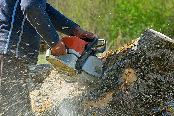 Manassas Park, VA  Tree Services Company